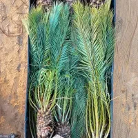 اقلیم قم خیلی کم آبه نخل یه گزینه خوبه پالم|خدمات باغبانی و درختکاری|قم, انصارالحسین|دیوار