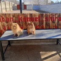 سگ پامر خرسی .آموزش .پانسیون .کشش