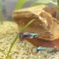 گوپی|ماهی|سیرجان, |دیوار