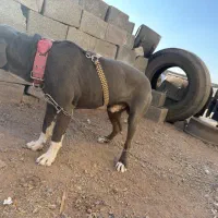 سگ پیت بول|سگ|قزوین, |دیوار