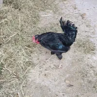 تخم مرغ گلین|حیوانات مزرعه|زرقان, |دیوار