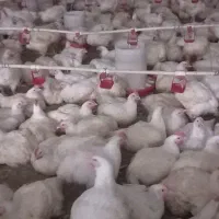مرغ گوشتی مرغ ارگانیک