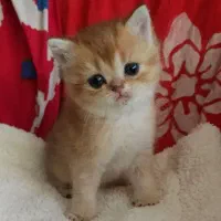 اسکاتیش ،بریتیش،پرشین