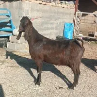 بز پاکستانی
