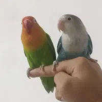 گمشده|حیوانات|بندر گناوه, |دیوار