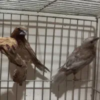 فنچ  پرل شکلاتی جفت بنگالی