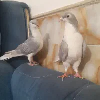 ساده خوشگل|پرنده|نیشابور, مازول|دیوار