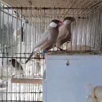 فنچ نرگسی|پرنده|مشهد, سجادیه|دیوار