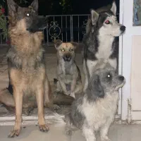 هاسکی وژرمن وتریر اصل