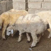 تعدادی بره و کهره همه نر