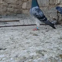 کبوترمسافتی