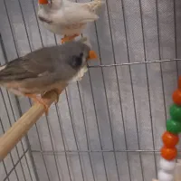 جفت فنچ سالم مولد|پرنده|تهران, فردوس|دیوار