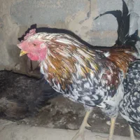 کلشیر|حیوانات مزرعه|جوانرود, |دیوار