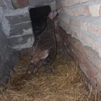 بوقلمون|حیوانات مزرعه|اردبیل, |دیوار