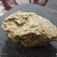 سنگ فسیل دار