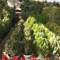 خدمات باغبانی و درختکاری سراسر کرج|خدمات باغبانی و درختکاری|کرج, جهانشهر|دیوار