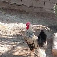 مرغ و خروس عربی اصل اصل تخم گذار|حیوانات مزرعه|باوی, |دیوار