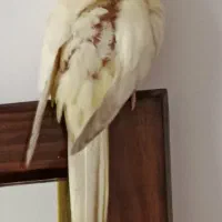 عروس هلندی گمشده محدوده مینودر|حیوانات|قزوین, |دیوار