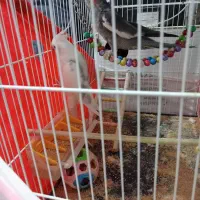 یک جفت عروس هلندی|پرنده|تربتحیدریه, بالا ولایت|دیوار