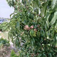 باغ وباغچه/۱۸۹متری/سندتک برگ/باغ قدیمی