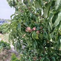 باغ وباغچه/۱۸۹متری/سندتک برگ/باغ قدیمی|فروش زمین و ملک کلنگی|تهران, یافت‌آباد|دیوار