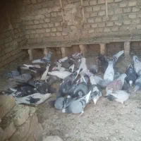 تعدادی کبوتر فروشی|پرنده|فرح دشت, |دیوار