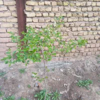 زمین نیمه ساز فروشی