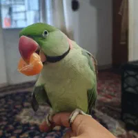 شاه طوطی سخن گو.|پرنده|رشت, پسیخان|دیوار