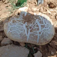گچ کاری و خورد ه کاری
