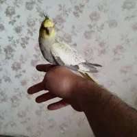 عروس هلندی