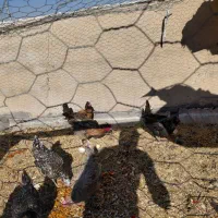 مرغ محلی و گلین تخم گذاری و کرک شو|حیوانات مزرعه|زرقان, |دیوار