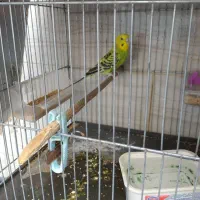 مرغ عشق ماده مست ازاین بازاریها نیست|پرنده|دره شهر, |دیوار