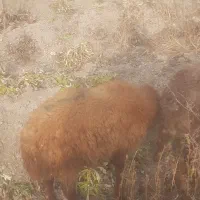 ۱۴ راس بره پای پروار مناسب برای سرمایه گذاری