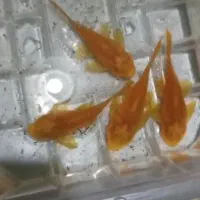 کت فیش. کت پوزه بوته ای