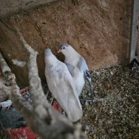 کفتر افغان|پرنده|چابهار, |دیوار