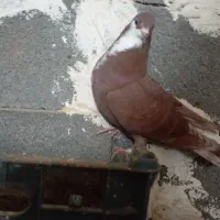 کبوترریش سرخ|حیوانات|گالیکش, |دیوار