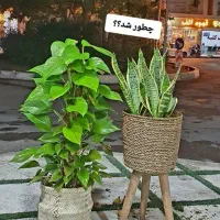 فیلندرون کنگره ای|گل و گیاه طبیعی|قم, انسجام|دیوار