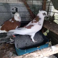 تعداد زیادی کبوتر آس و اعلا