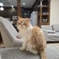 پرشین ۲ ساله