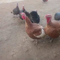 بوقلمون محلی مجاز|حیوانات مزرعه|پلدشت, |دیوار