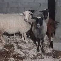 میش رمانف اصل