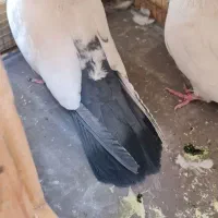 کبوتر نوک کوتاه و پاپر یکجا