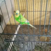 مرغ عشق|پرنده|ایذه, |دیوار