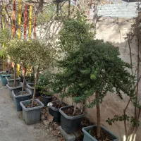 گیاهان آپارتمانی و باغچه ای و نهال