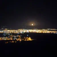 دونبال کره شیر خار چند روزه