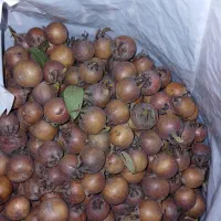 کندس جنگلی