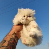 پرشین وارداتی 2ماه چمپبون کدA|گربه|آفتاب, |دیوار