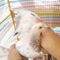 کبوتر هفترنگ