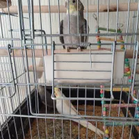 عروس هلندی سخن گو ۶ ماهه|پرنده|خمینیشهر, |دیوار