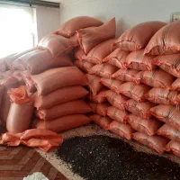 تخمه آفتابگردان روغنی